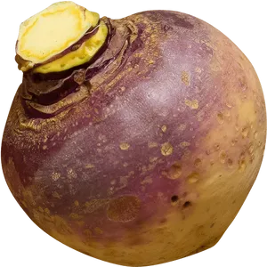 Fresh Turnip Closeup Image PNG Image