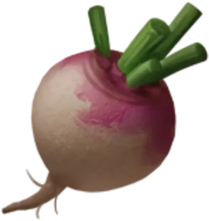 Fresh Turnip Isolated Background PNG Image