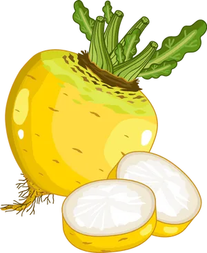 Fresh Turnipand Slices Illustration PNG Image