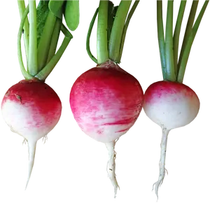 Fresh Turnips Isolatedon Background PNG Image