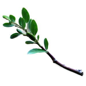 Fresh Twig Png 13 PNG Image