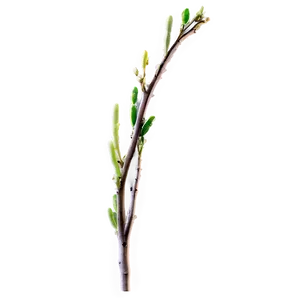 Fresh Twig Png 82 PNG Image