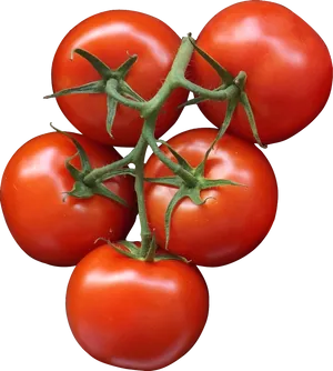 Fresh Vine Tomatoes Black Background PNG Image