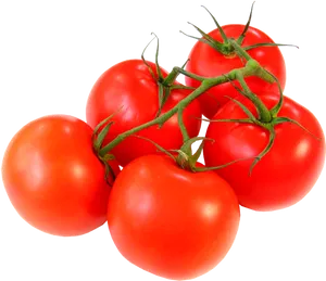 Fresh Vine Tomatoes Black Background PNG Image