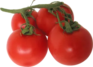 Fresh Vine Tomatoes Black Background PNG Image