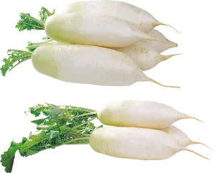 Fresh White Daikon Radishes PNG Image