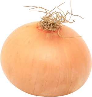 Fresh Whole Onion Isolated PNG Image