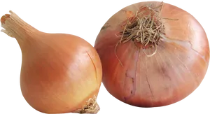 Fresh Yellow Onions Transparent Background PNG