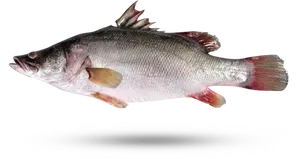 Freshwater Carp Side View.png PNG Image