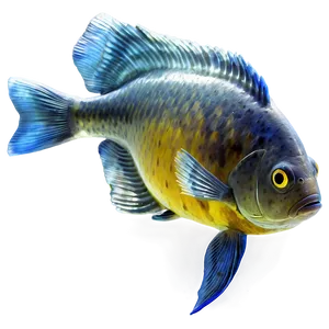 Freshwater Fish Transparent Png 52 PNG Image