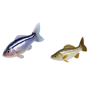 Freshwater Fish Transparent Png Cnt PNG Image