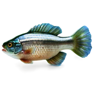 Freshwater Fish Transparent Png Spq12 PNG Image