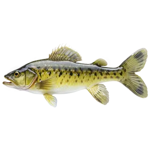 Freshwater Walleye Png Afl PNG Image