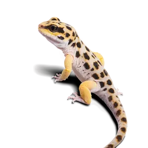 Friendly Leopard Gecko Png Njv PNG Image