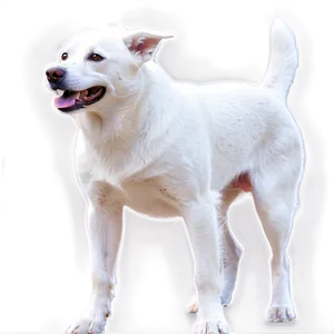 Friendly White Dog Png 27 PNG Image