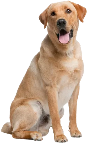 Friendly Yellow Labrador Sitting PNG Image