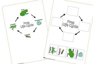 Frog Life Cycle Educational Chart PNG Image