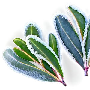 Frosted Eucalyptus Leaves Png Lcr PNG Image