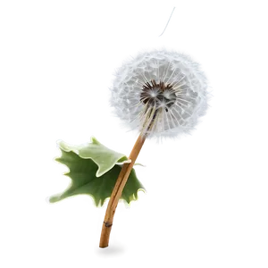 Frosty Dandelion Png Rfd12 PNG Image