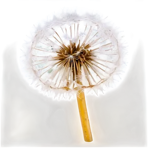 Frosty Dandelion Png Spt95 PNG Image