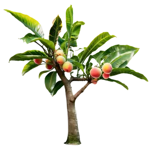 Fruit Tree B PNG Image