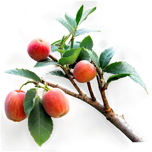 Fruit Tree Branches Png Ibs30 PNG Image