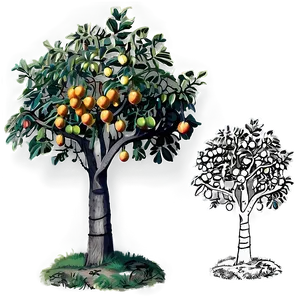 Fruit Tree Drawing Png 29 PNG Image