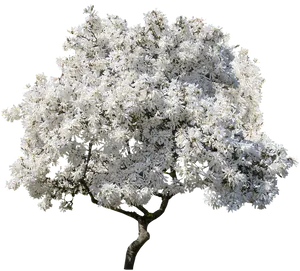 Full Bloom White Magnolia Tree PNG Image