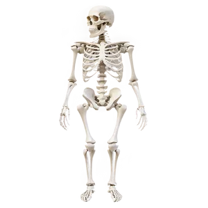 Full Body Skeleton Structure Png 54 PNG Image