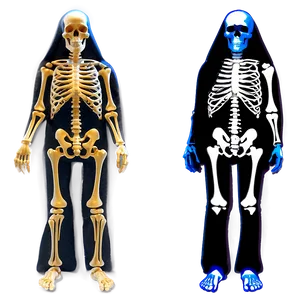 Full Body Skeleton Structure Png Fyh59 PNG Image