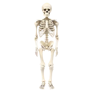 Full Body Skeleton Structure Png Jtm PNG Image