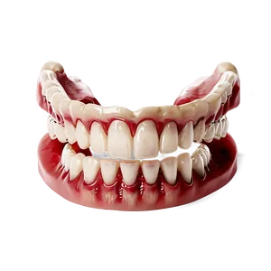 Full Dentures Diagram Png Eln32 PNG Image