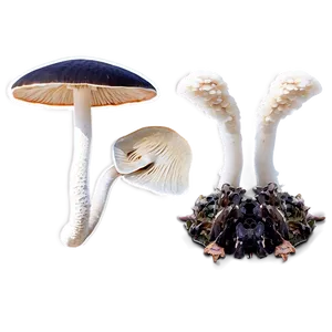 Fungi And Wildlife Png Lrm PNG Image