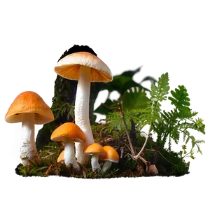 Fungi As Bioindicators Png 06132024 PNG Image