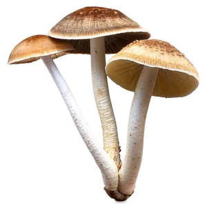 Fungi As Bioindicators Png Oui PNG Image