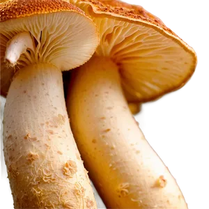 Fungi In Food Production Png 88 PNG Image