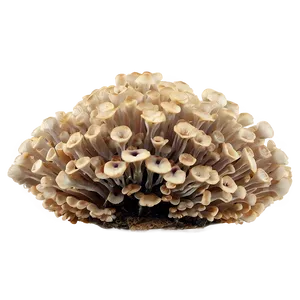 Fungus Among Us Png Kyi PNG Image