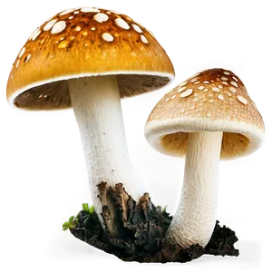 Fungus Among Us Png Vin2 PNG Image