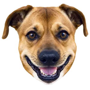 Funny Dog Face Meme Png 23 PNG Image