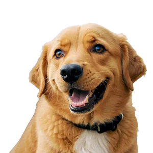 Funny Dog Face Meme Png Gnv PNG Image