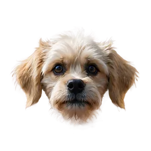 Furry Dog Nostrils Png Fvx35 PNG Image