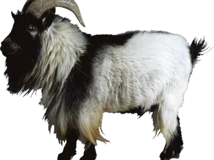 Furry Goatwith Curved Horns PNG Image