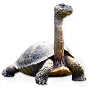 Galapagos Giant Tortoise Png 06242024 PNG Image