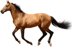 Galloping Brown Horse Transparent Background.png PNG Image