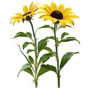 Garden Fresh Black Eyed Susan Png 75 PNG Image