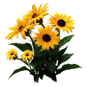 Garden Fresh Black Eyed Susan Png Bth PNG Image