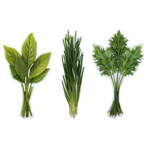 Garden Herb Png 72 PNG Image