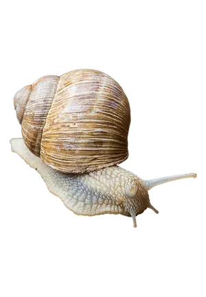 Garden Snail Close Up PNG Image