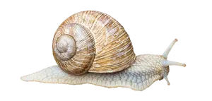 Garden Snail Side View PNG Image