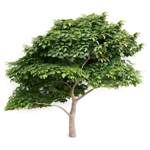 Garden Tree Top View Png Uuk PNG Image